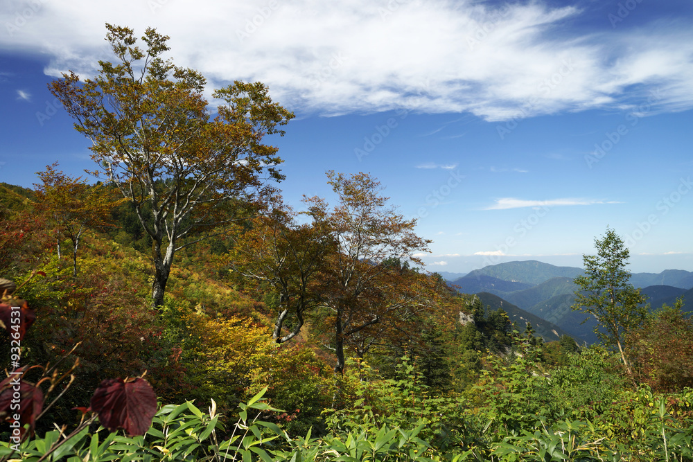 Fototapeta premium 紅葉の白山白川郷ホワイトロード