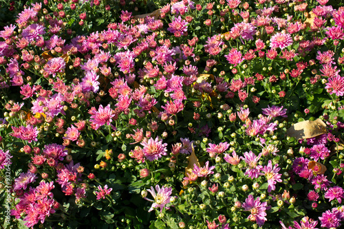 Chrysanthemum Pink