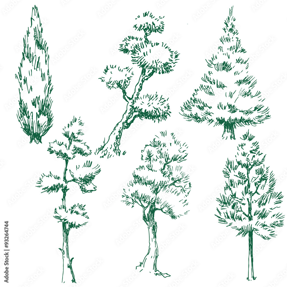 Fototapeta premium Vector trees