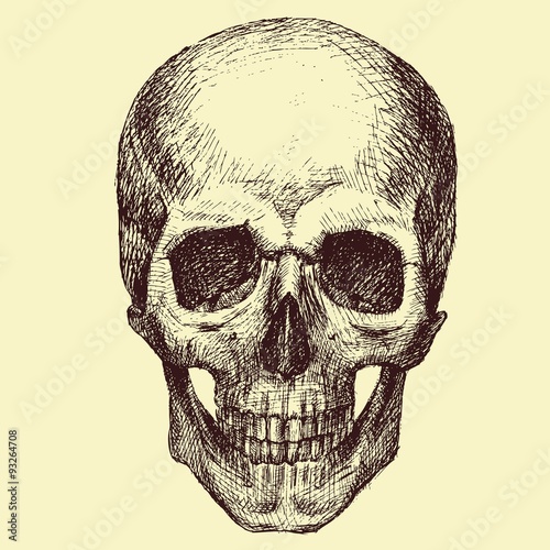 Vector Skull