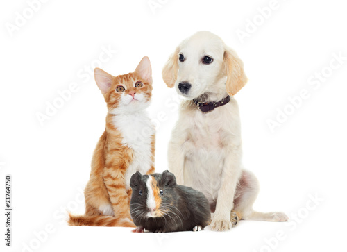 Fototapeta Naklejka Na Ścianę i Meble -  Set pets