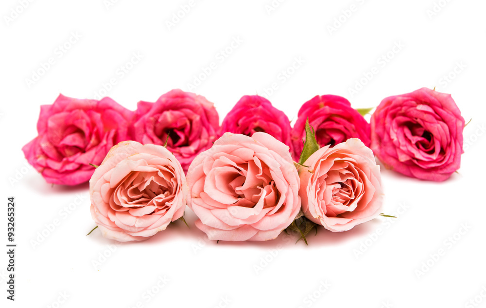 pink rose pink rose
