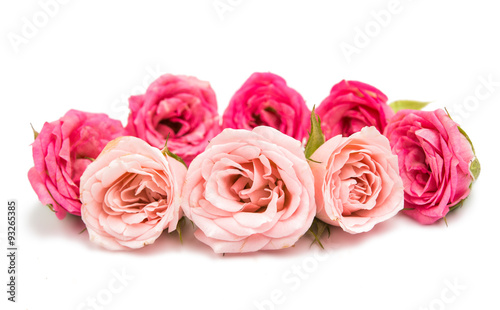 pink rose