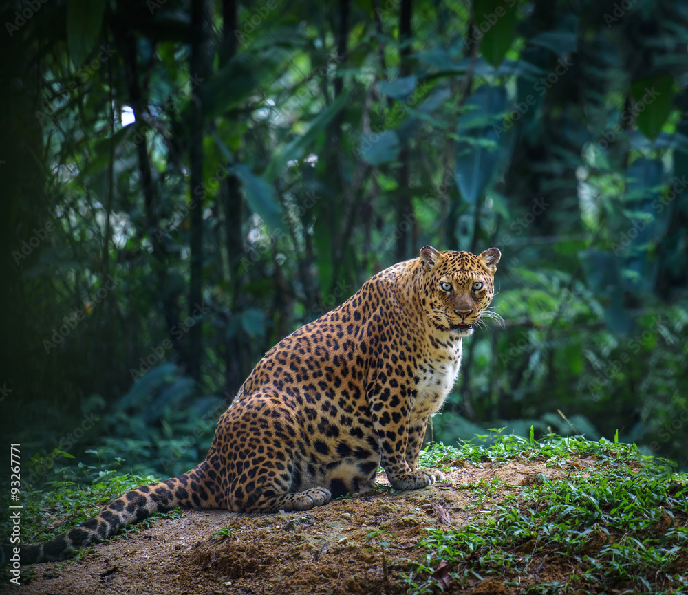 Fototapeta premium Pregnant jaguar female