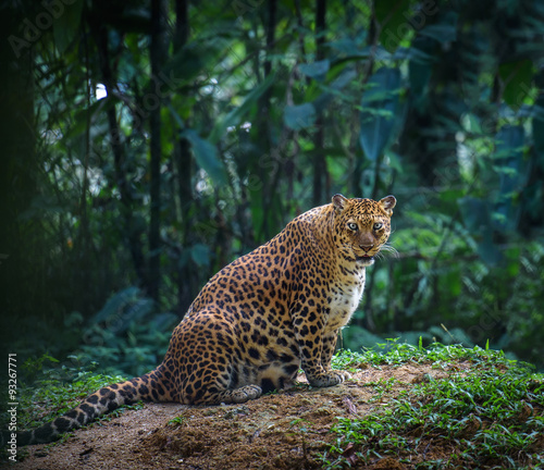 Pregnant jaguar female