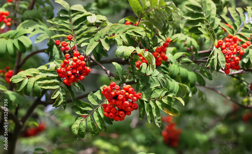 rowan ash berries