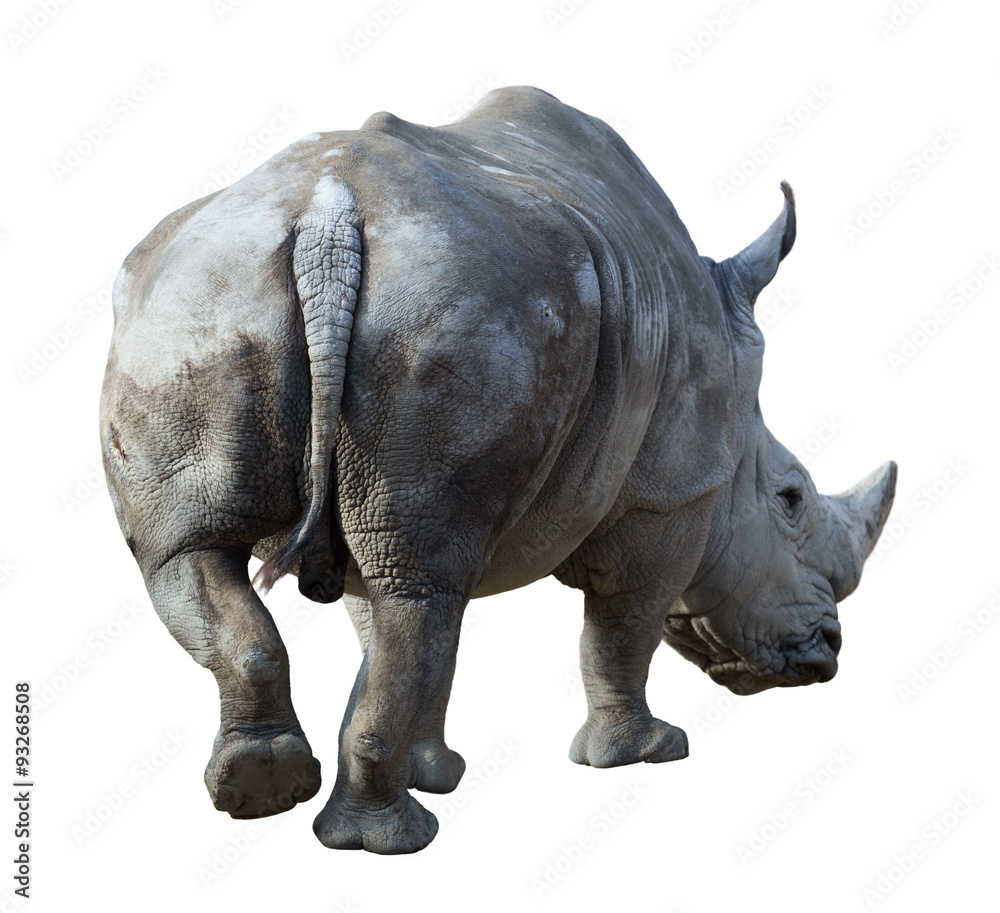 Obraz premium white rhinoceros
