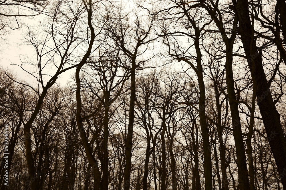 Bare trees Bare trees