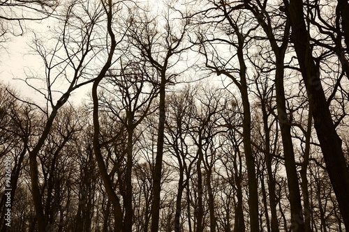 Bare trees