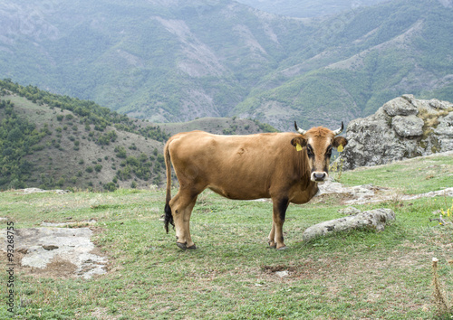 Rhodope Shorthorn cattle on the mountain meadow, Bulgaria photo