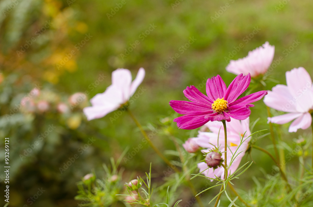 Cosmos flowers Cosmos flowers