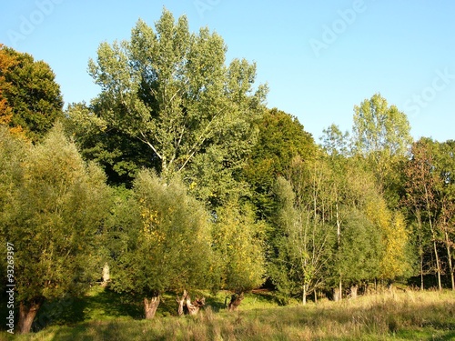 Bäume am Grütebach im Herbst im Teutoburger Wald am Barkhauser Weg zwischen Oerlinghausen und Asemissen bei Bielefeld am Hermannsweg im Teutoburger Wald in Ostwestfalen-Lippe photo
