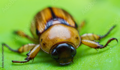 Ladybug on green leaf © wi6995