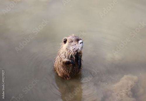 Young coypu in shallow water near the shore of the lake   © Jitka Svetnickova