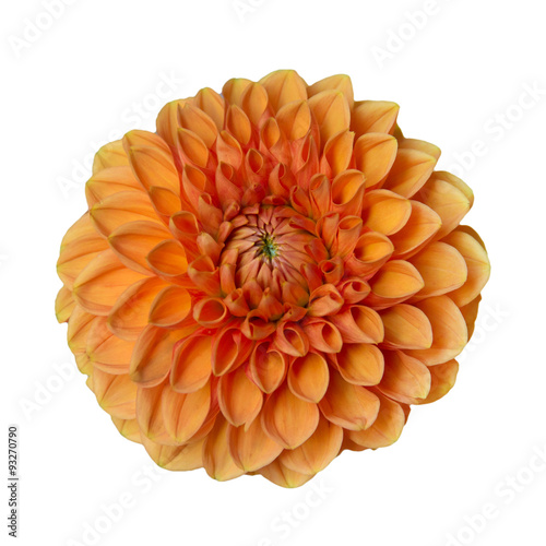 flower orange dahlia