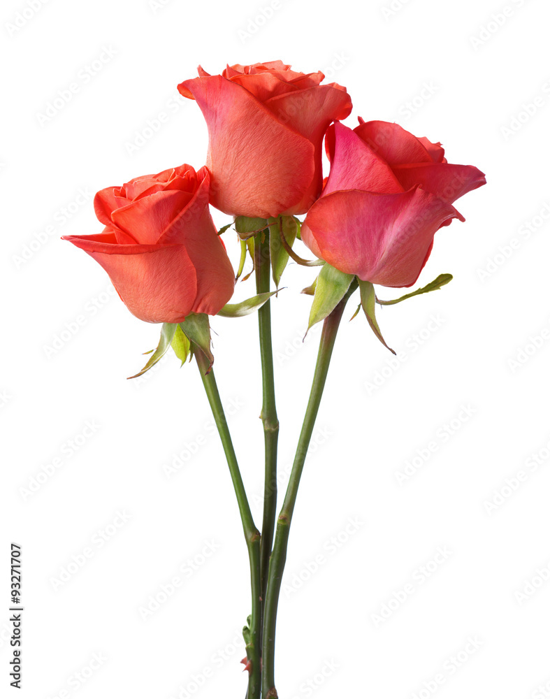 Obraz premium Three orange roses isolated on white background.