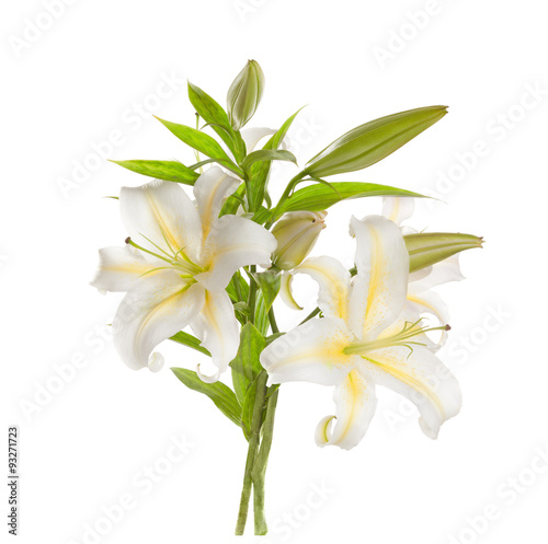 White lilies ' bunch isolated   on a white background