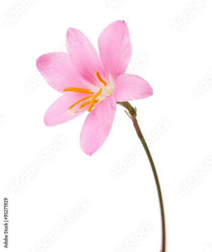 Pink lily isolated on a white background. zephyranthes candida