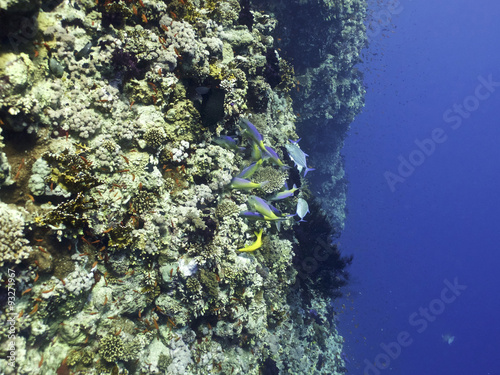 Fototapeta Naklejka Na Ścianę i Meble -  coral reef drop-off