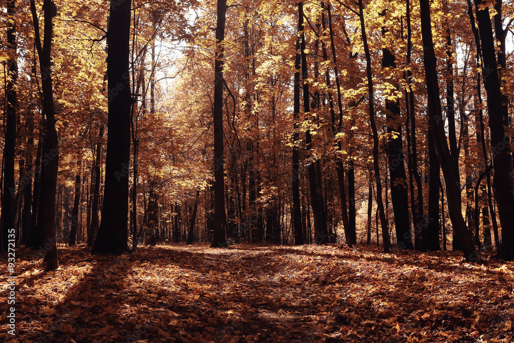 Obraz premium concept autumn in city