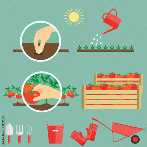 infographics growing tomatoes in the garden. flat vector illustration