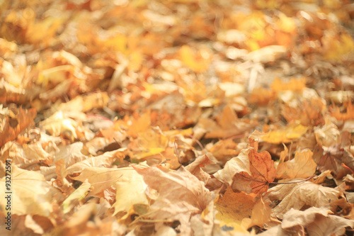 fallen yellow autumn leaves background, texture