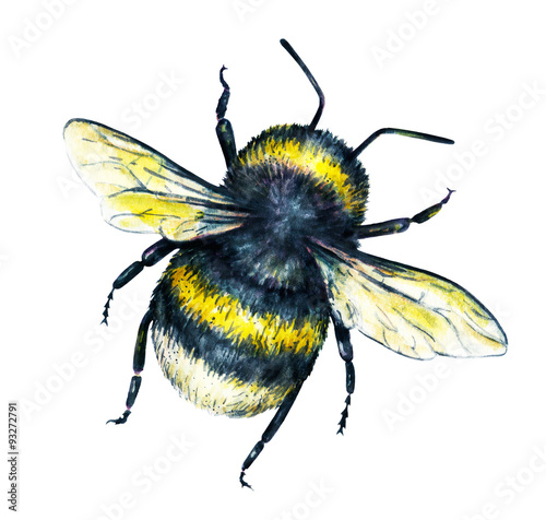 Bumblebee on a white background. Watercolor drawing. Insects art. Handwork. Top view