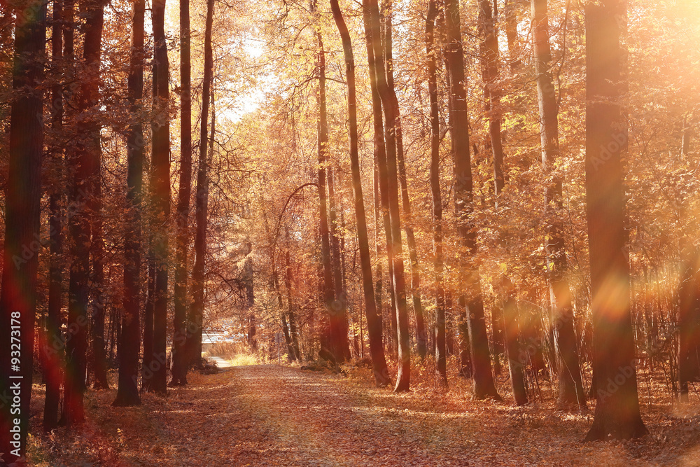 Naklejka premium landscape autumn path in the park