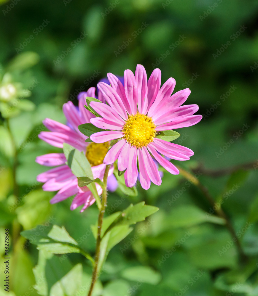 Fototapeta premium Pink Chrysanthemum flower, mums or chrysanths, genus Chrysanthemum in the family Asteraceae, green field, close up.