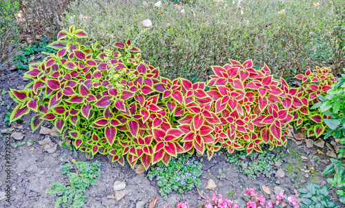 Purple with yellow coleus ornamental plant, close up, outdoor. photo