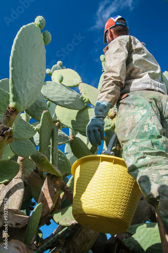 Obraz na płótnie A prickly pear picker with his yellow pail on a wooden ladder during harvest season in Sicily w salonie