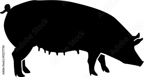 Sow with teat