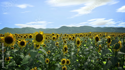 Sunflowers Following Sun