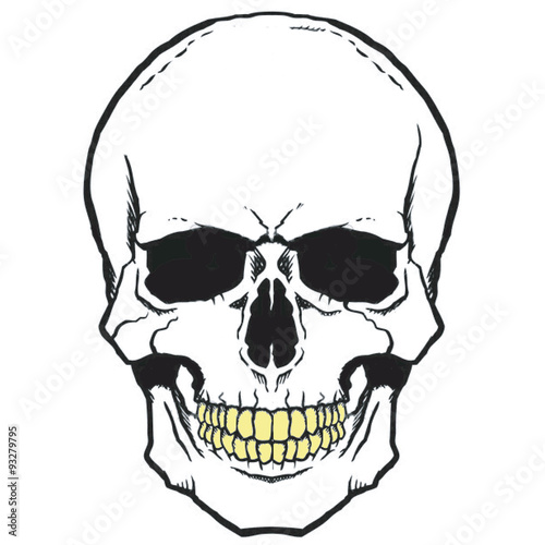 Pirate symbol Jolly Roger skull
vector 