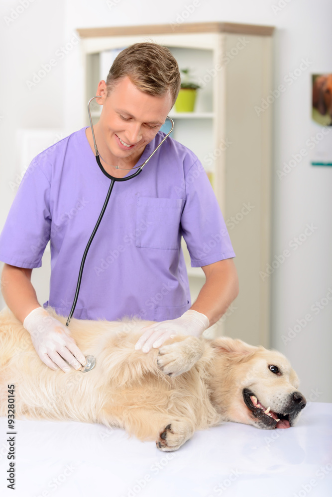 Professional vet examining a dog 