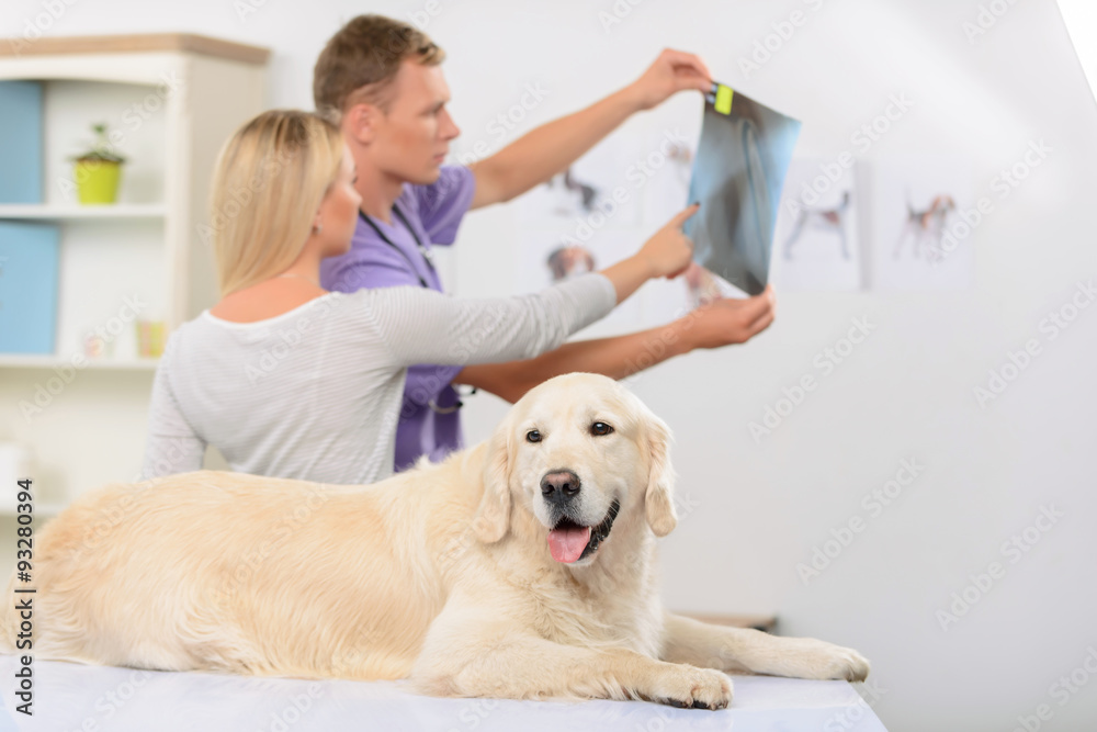 Professional vet examining a dog 