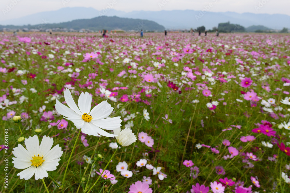 奈良県藤原京跡の秋桜 奈良県藤原京跡の秋桜