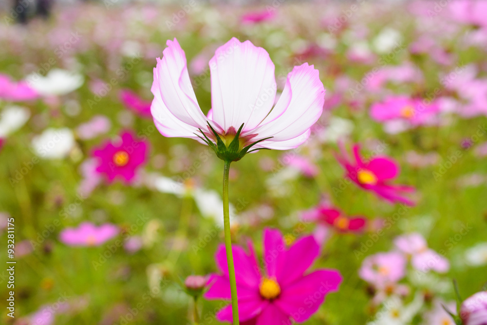 奈良県藤原京跡の秋桜