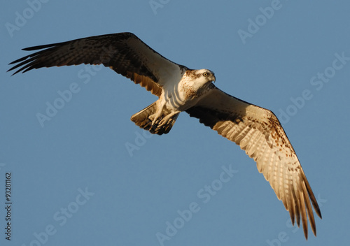 Flying Osprey photo