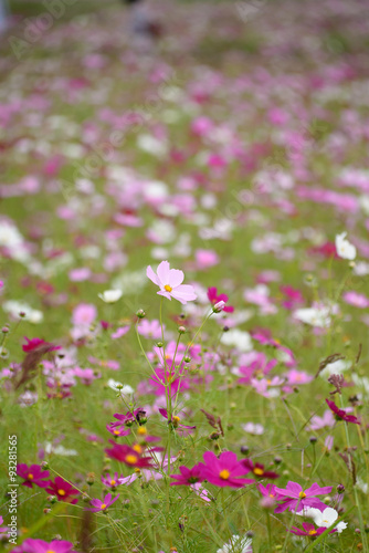 奈良県藤原京跡の秋桜 © yoshi1999net