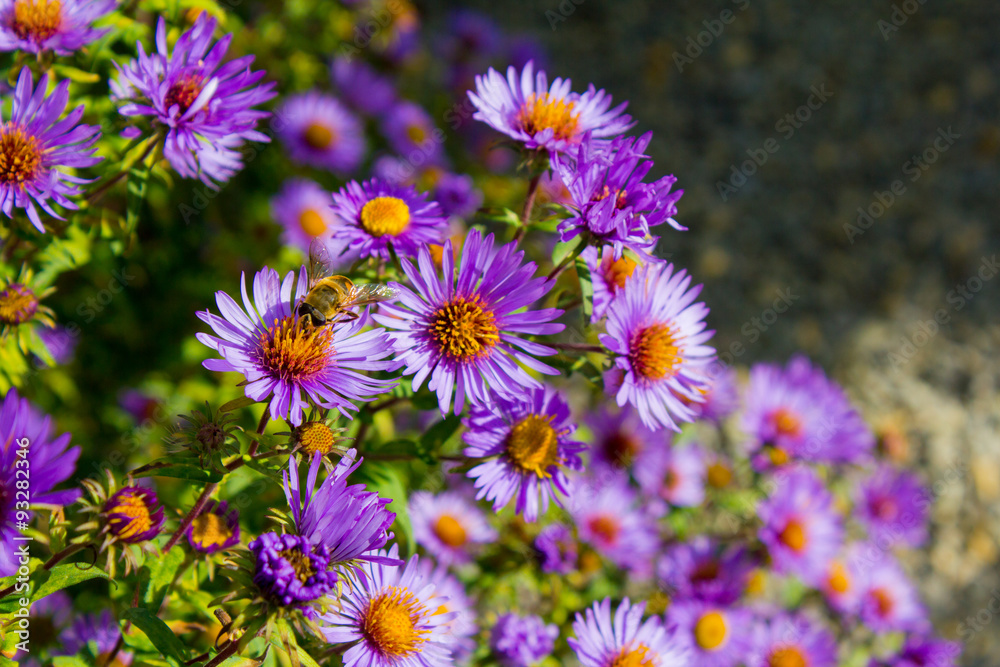 Neubelgische Aster (Aster novi-belgii)