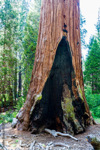giant sequoia tree, Sequoiadendron giganteum, with fire scar