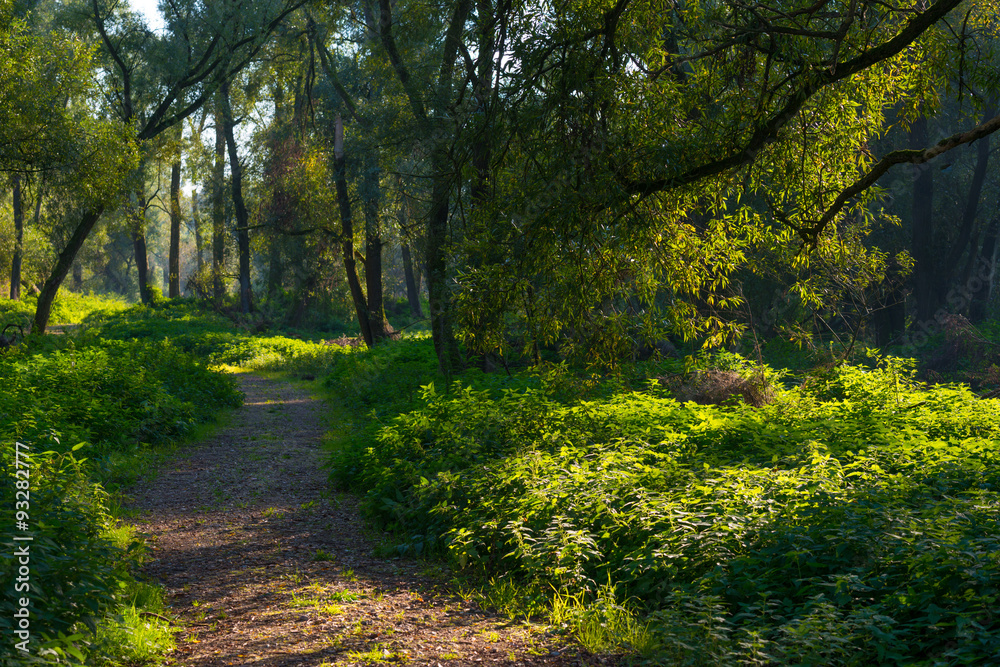 Fototapeta premium Path through a sunny forest in autumn