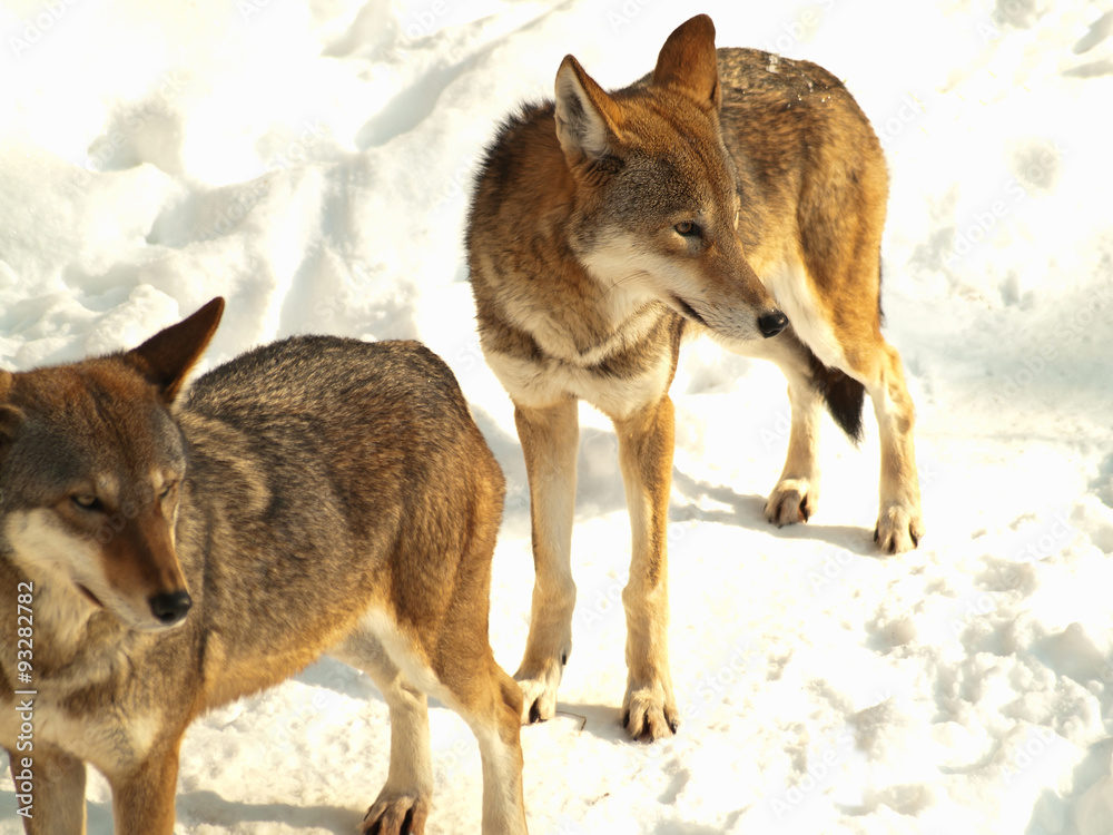 Fototapeta premium two grey wolves