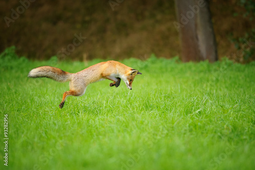 Fotografi Red fox on hunt, mousing in grass field