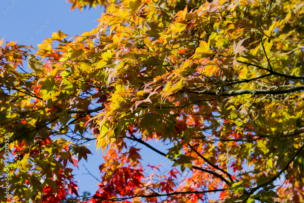 Baum mit wunderschönem farbigen Herbstlaub