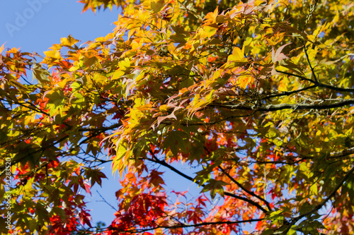 Baum mit wundersch  nem farbigen Herbstlaub