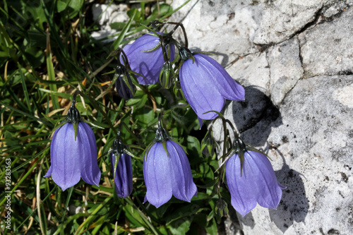 campanula nana (campanula cochleariifolia) photo