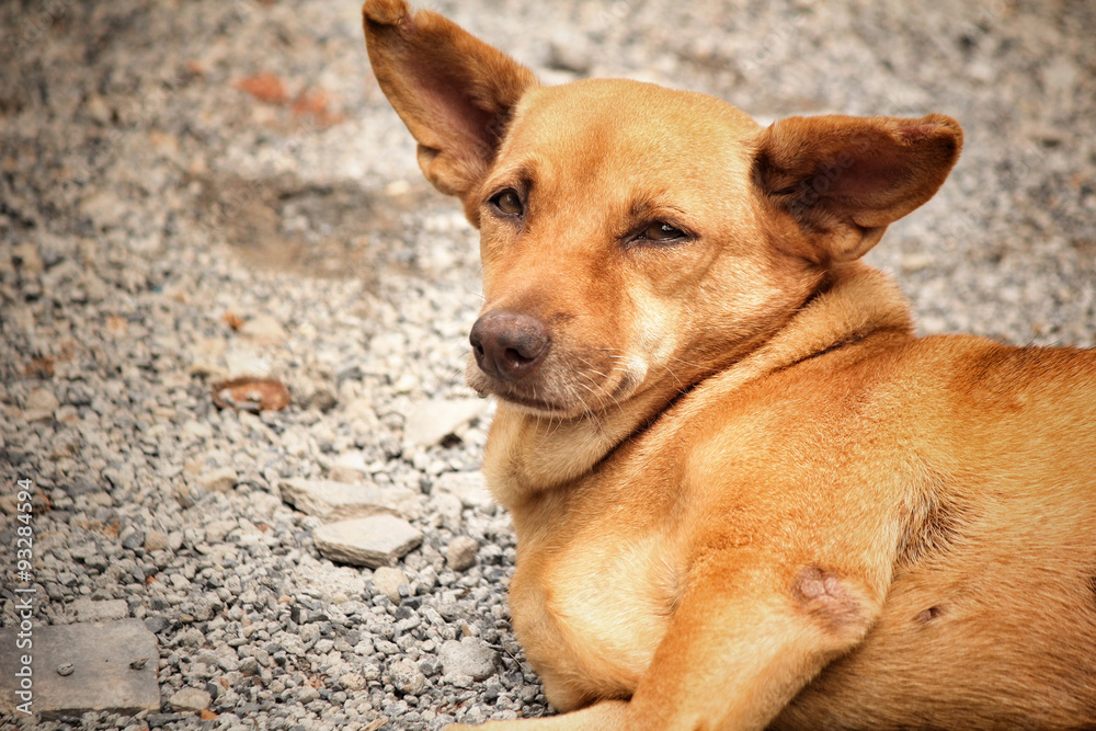 Dog looking Dog looking