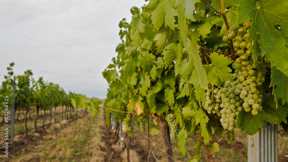 Weingärten/ Weintrauben in Österreich